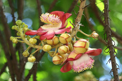 Couroupita guianensis